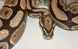 Gabs Fav BP Morphs