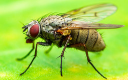 aaaa