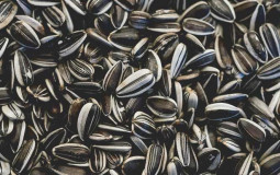 Sunflower Seed Tier List