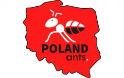Mrówki na hodowli Poland Ants