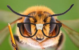 Bees