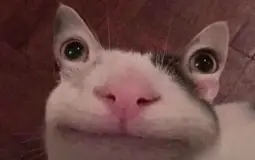 ur mom