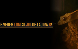 Top jocuri de pe stream