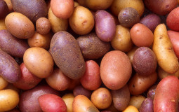 Fries/Potatoes
