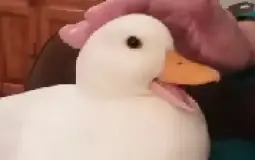 duc