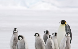 Animals
