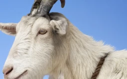 Goat Tier List
