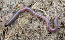 Worm