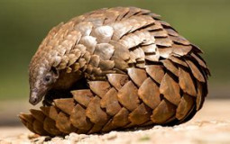 PANGOLIN