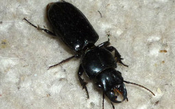 Beetles species