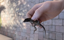 Herps