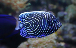 (SW) Saltwater Fish | Tier List