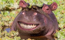 Animals