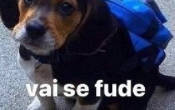 Professores - ifcs