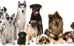 Dog Breeds