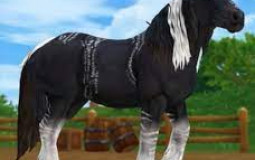 my sso horses