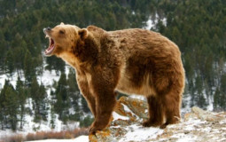 Toughest animals