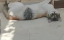 Cats