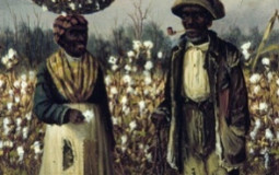 Cotton pickers