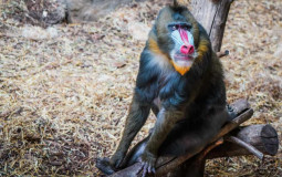monke tier list