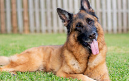 Doggo Tier List