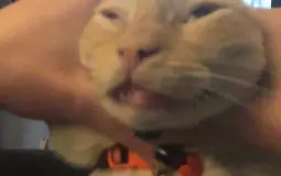 People in Cat Town You Could Beat in a Fight