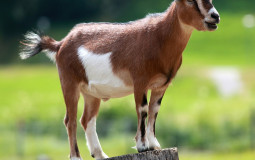 GOAT of the GOATs