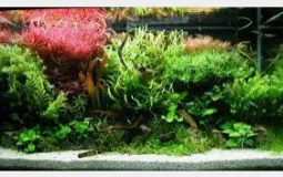 aquarium plants