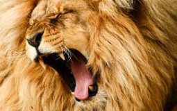 one billion lions win every time
