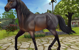 My SSO Horses