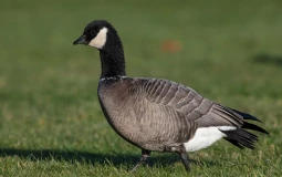 Goose