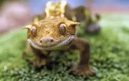reptiles and amphibians