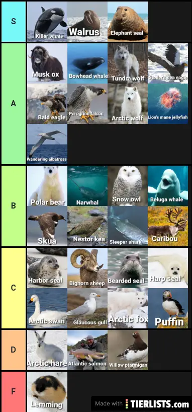 Arctic tundra tier list