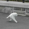ArmyKitten Avatar