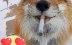 Fox's Simps