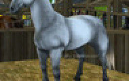 horse