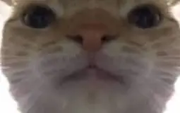 Muslim cats