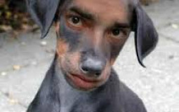 Les mecs en chien