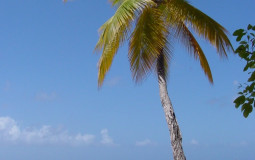 trees