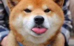 doges