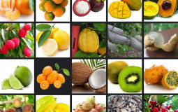 Mega Fruit Tier List