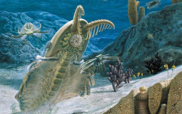 Cambrian Fauna