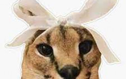 uwuwuwu