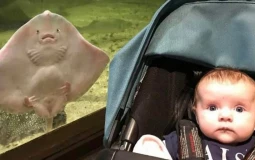 Ray
