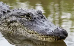 Florida man Tier list
