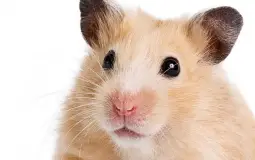 please dont click.