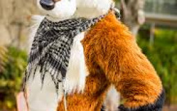 Most common fursuits