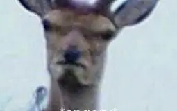 deerdeerdeerdeerdeerdeerdeerdeerdeerdeer