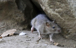 Rat Rankings