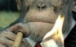 Types of Monke